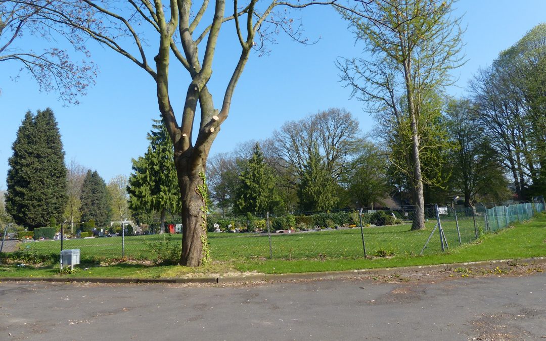 Einfriedung Friedhof Brauweiler wiederherstellen