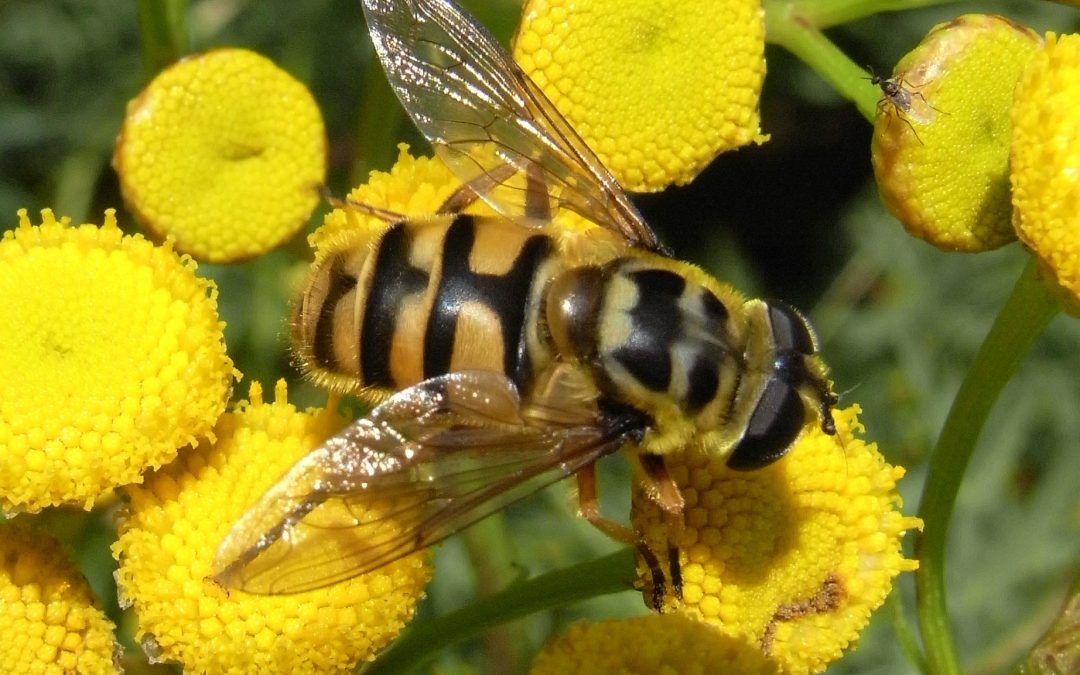 Jamaika im Rhein Erft Kreis verstärkt den Naturschutz
