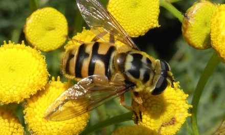 Jamaika im Rhein Erft Kreis verstärkt den Naturschutz