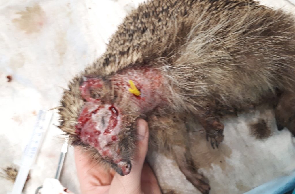 Fadenmäher gefährden Igel