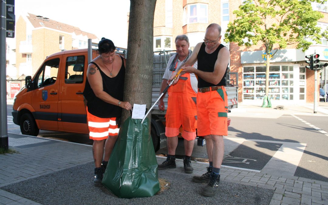 Bäume leiden unter der Trockenheit – Gezieltes Gießen hilft – Stadt Pulheim setzt Bewässerungssäcke ein