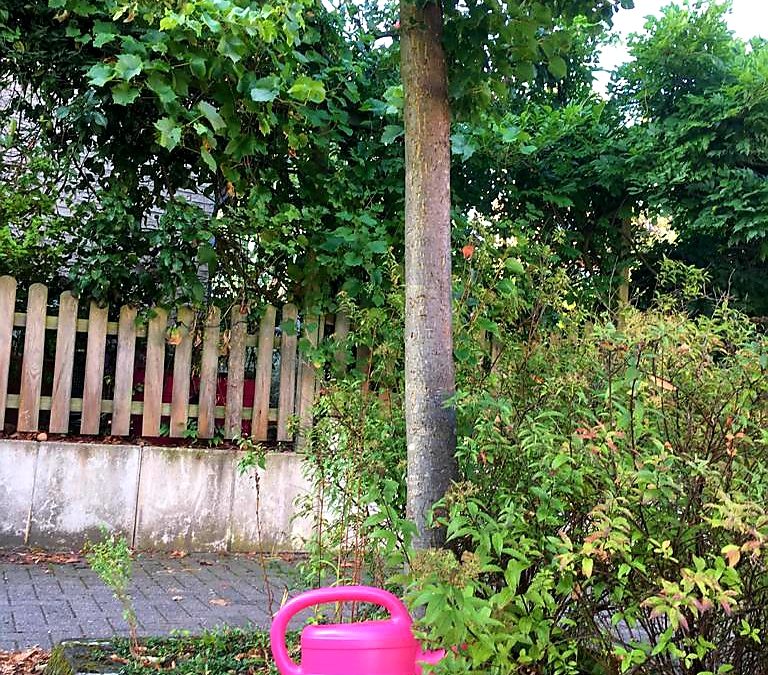 Gießen ist Klimaschutz!