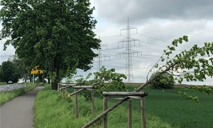 Pulheim: Unbekannte fällen über 20 Jungbäume