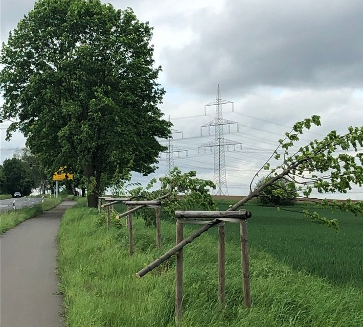 Pulheim: Unbekannte fällen über 20 Jungbäume