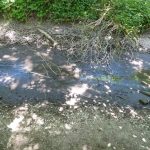 Sicherstellung einer Notwasserversorgung für das Naturschutzgebiet Große Laache – BVP stellt Dringlichkeitsantrag für den Rat