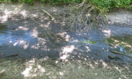 Sicherstellung einer Notwasserversorgung für das Naturschutzgebiet Große Laache – BVP stellt Dringlichkeitsantrag für den Rat