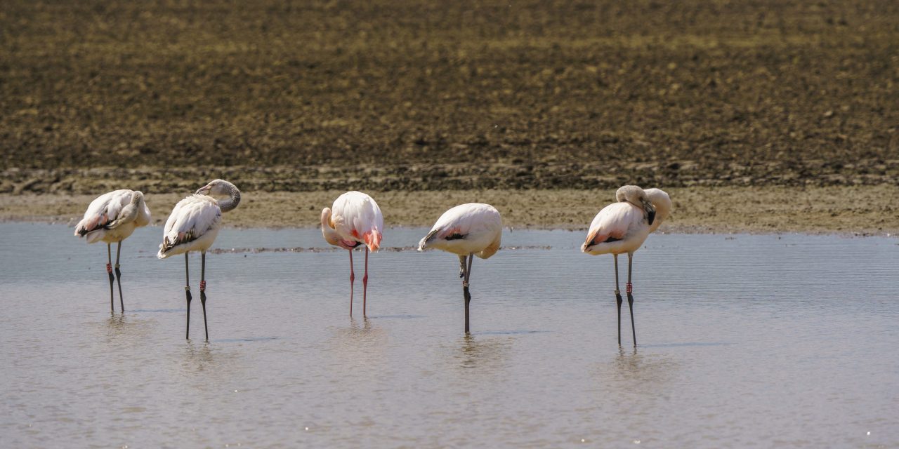 Flamingos in Pulheim