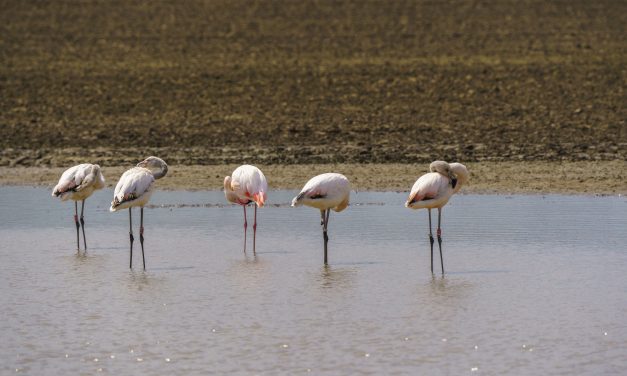 Flamingos in Pulheim