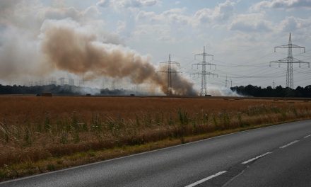 Feldbrand bedrohte Gehölzflächen