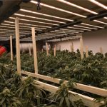 Cannabisplantage in Wohnhaus entdeckt