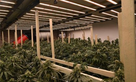 Cannabisplantage in Wohnhaus entdeckt