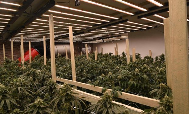 Cannabisplantage in Wohnhaus entdeckt