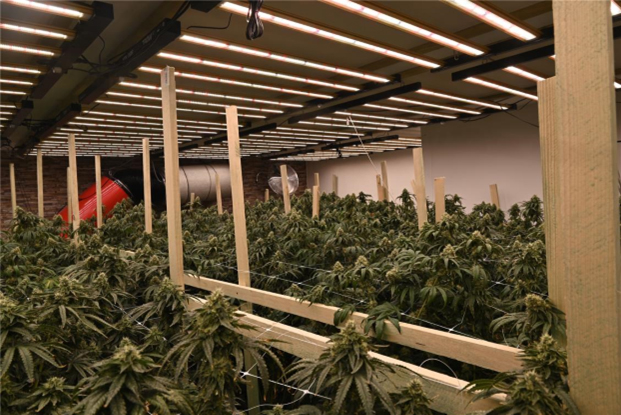 Cannabisplantage in Wohnhaus entdeckt